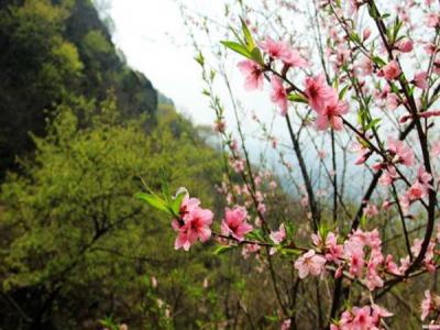 山桃什么時候開花，什么時候賞花效果好