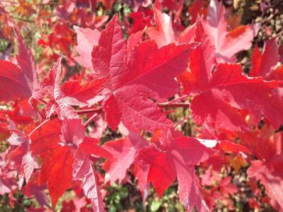 [紅點(diǎn)紅楓]紅點(diǎn)紅楓圖片_價格_種植方法