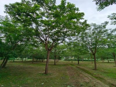 國槐樹種植：生態(tài)與經濟效益的雙贏選擇