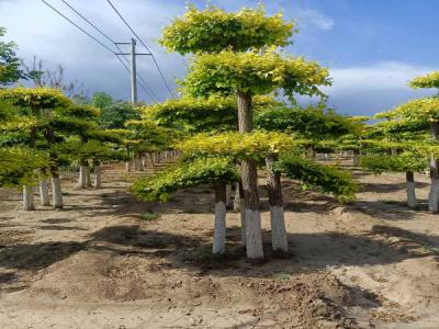 種植造型金葉榆，提升城市綠化品質_提供免費苗木報價